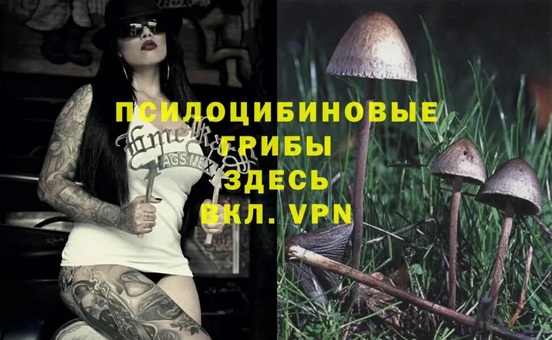 omg онион  купить наркоту  Ейск  Псилоцибиновые грибы Psilocybe 